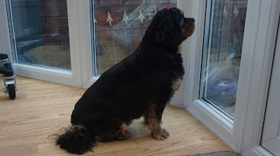 Grooming Van Image