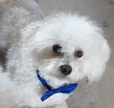 Grooming Van Image