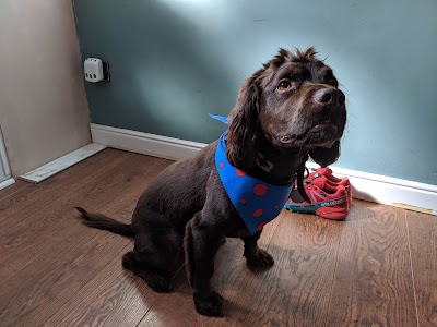 Grooming Van Image