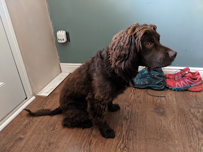 Grooming Van Image