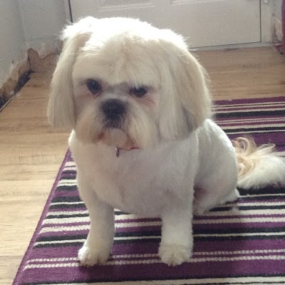 Grooming Van Image