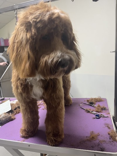 Grooming Van Image
