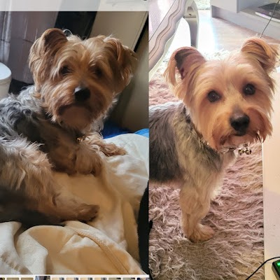 Grooming Van Image
