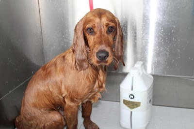 Grooming Van Image
