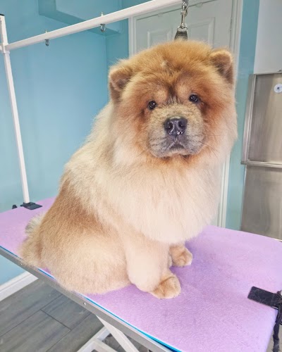 Grooming Van Image