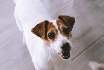 Grooming Van Image