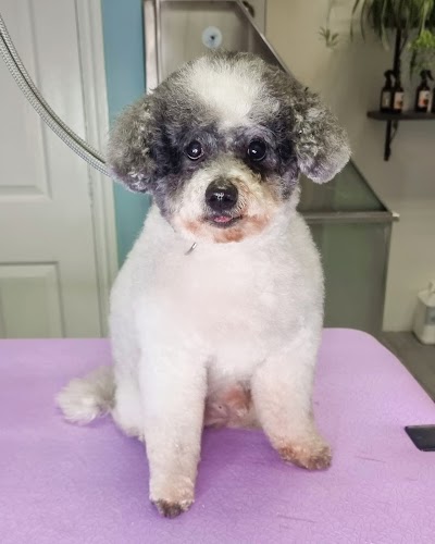 Grooming Van Image