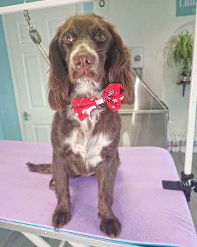 Collar & Comb Dog Groomers