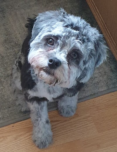 Grooming Van Image
