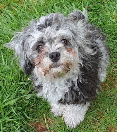 Grooming Van Image