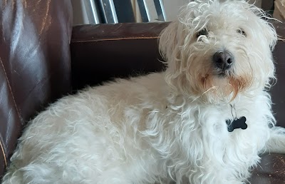 Grooming Van Image