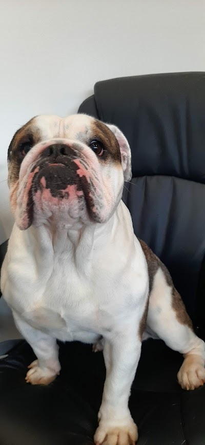 Grooming Van Image