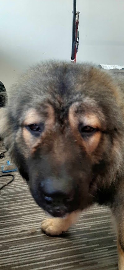 Grooming Van Image