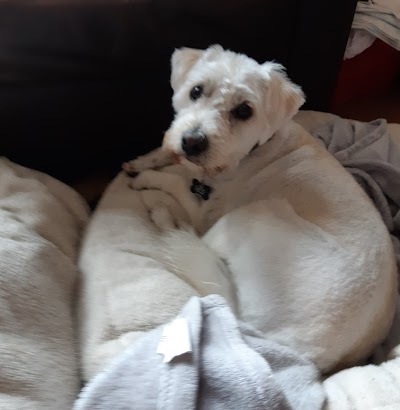 Grooming Van Image