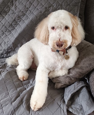 Grooming Van Image