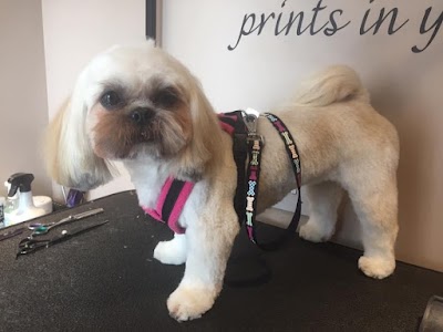 Grooming Van Image