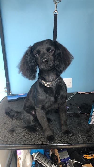 Grooming Van Image