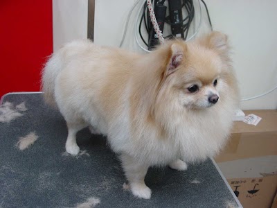 Grooming Van Image