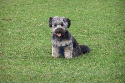 Grooming Van Image
