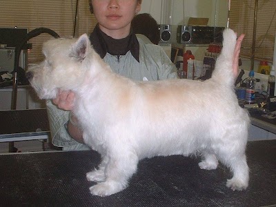 Grooming Van Image