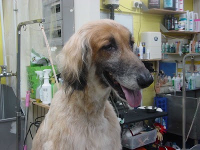 Grooming Van Image
