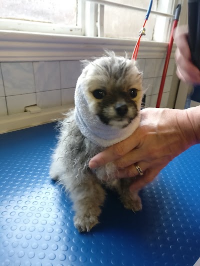 Grooming Van Image