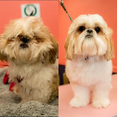 Grooming Van Image