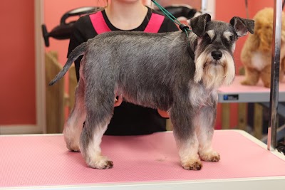 Grooming Van Image