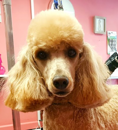 Grooming Van Image