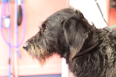 Grooming Van Image