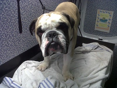 Grooming Van Image