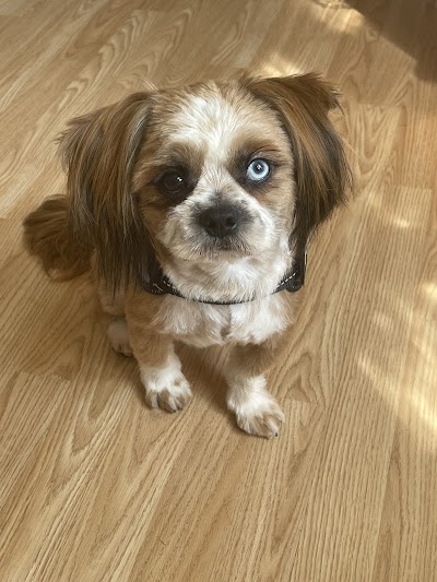 Grooming Van Image