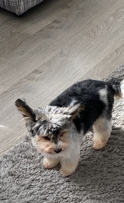 Grooming Van Image