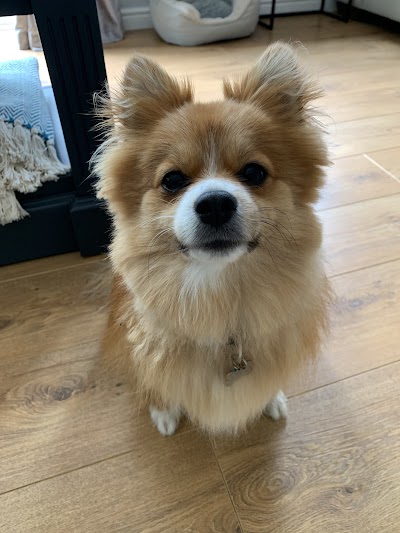 Grooming Van Image