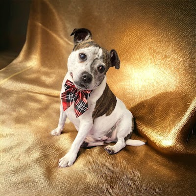 Grooming Van Image