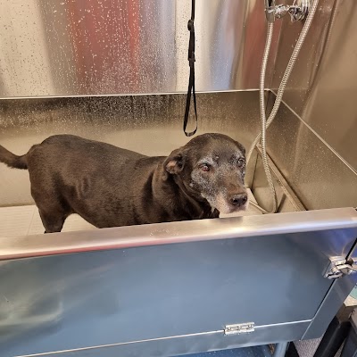 Grooming Van Image
