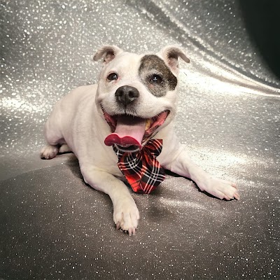 Grooming Van Image