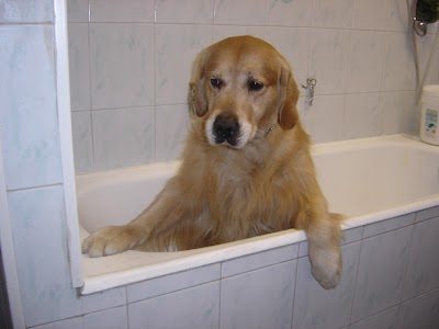 Grooming Van Image