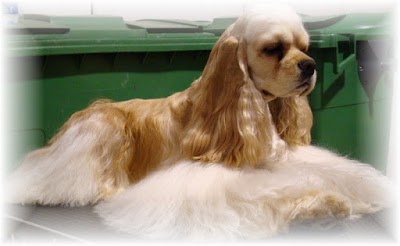 Grooming Van Image