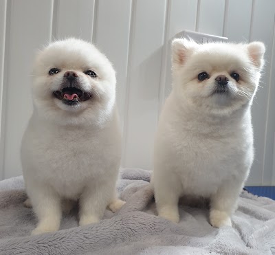 Dog & Cat grooming By: Cleo Lacort