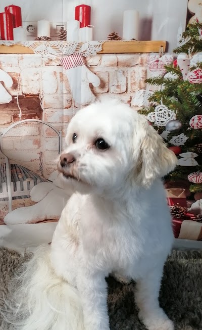 Grooming Van Image