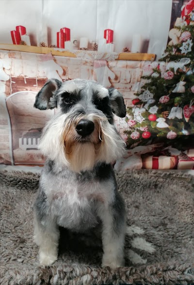Grooming Van Image