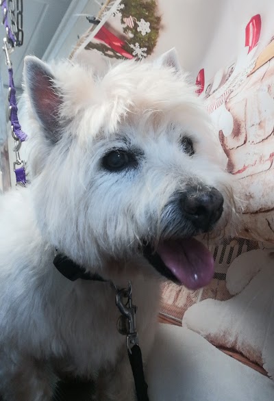 Grooming Van Image