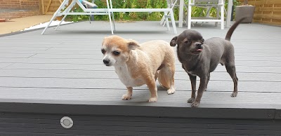 Grooming Van Image