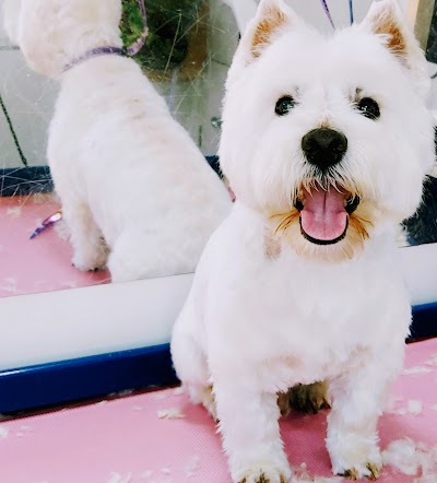 Grooming Van Image