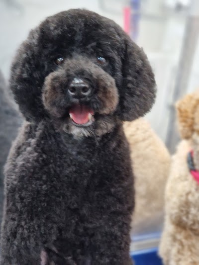 Grooming Van Image