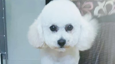 Dog Grooming By Sarah Mobile Spa
