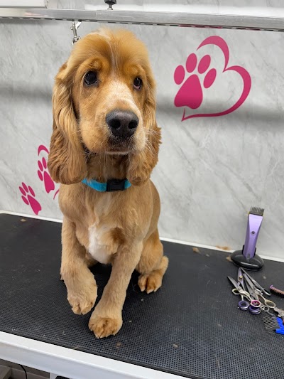 Grooming Van Image