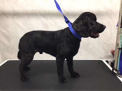 Grooming Van Image