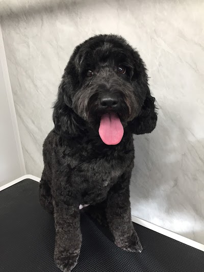 Grooming Van Image